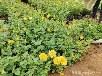月季花養(yǎng)護技巧秘技