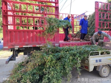 新手不懂苗木也能采購(gòu)？綠化苗木采購(gòu)指南
