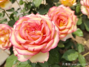 北京什么月季花大好養(yǎng)？月季專家?guī)冯s交茶香月季