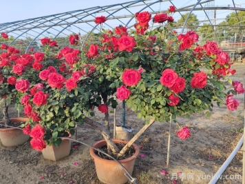 八月中下旬月季養(yǎng)護(hù)指南，期待秋天到來