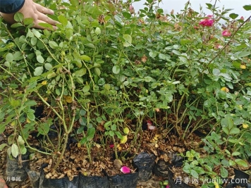 月季嫁接苗和扦插苗的區(qū)別，你喜歡哪一個？
