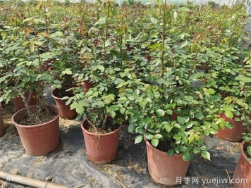 新買的月季苗如何換盆？