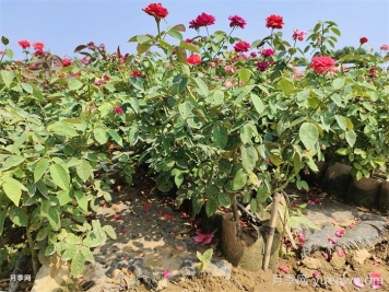 夏季灌木月季栽植的技術(shù)要點
