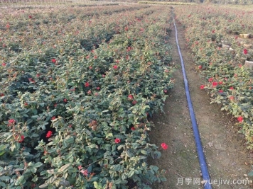 冬天月季花休眠，做好3件事為明年開花做準備