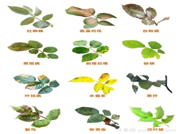 月季的這幾種常見的病蟲害，要學(xué)會(huì)這么防治