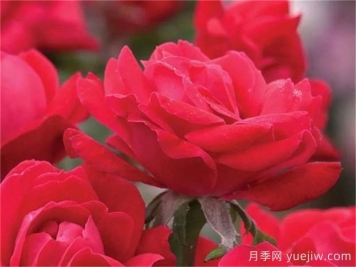 紅色重瓣絕代佳人月季/拉德迪科