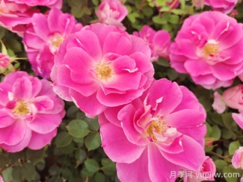 花卉植物網(wǎng)址導(dǎo)航_十大花卉網(wǎng)站