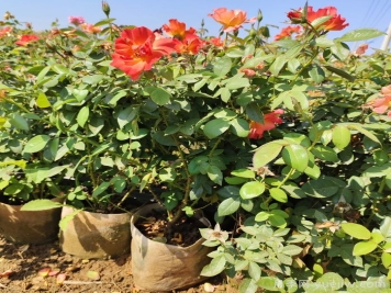 秋季能不能給花月季花換盆？