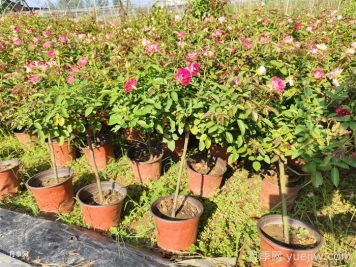秋天給月季花換盆土還會(huì)再開花嗎？