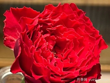 吸血鬼之吻月季優(yōu)缺點
