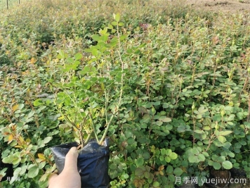陽臺月季全年養(yǎng)護指南