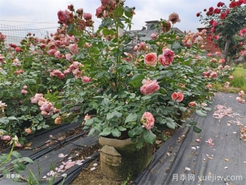 月季總往一邊倒？教你解決月季偏冠問題