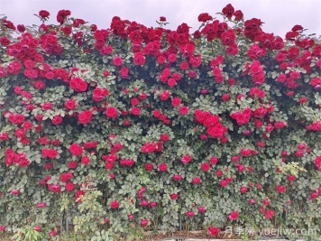 如何快速打造藤本月季花墻?
