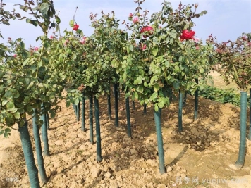 月季花葉子發(fā)黃怎么辦？