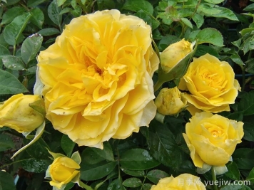 月季培養(yǎng)對(duì)氣候生態(tài)條件的要求
