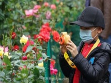 2185萬株市花月季盛開！請叫鄭州“月季花城”