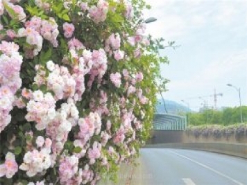 8萬(wàn)多株月季進(jìn)入盛花期，月季成為杭州富陽(yáng)城市綠化點(diǎn)睛之筆
