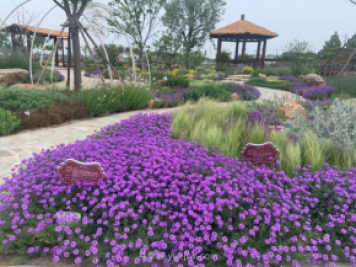 聊城芳香文化博覽園，鄉(xiāng)村振興巾幗示范基地