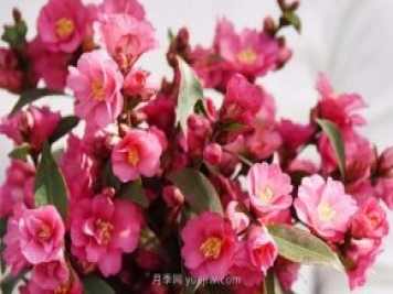 茶花養(yǎng)護就這么做，開花大又艷