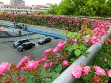 四月盛放的月季時(shí)間，湖北宜昌給你的專屬浪漫花園