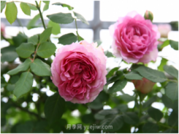 萊州月季花開上?；ú?huì) 百花斗妍崇明島