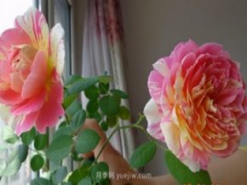 推薦適合夏天養(yǎng)的5種月季花，花量大不怕曬