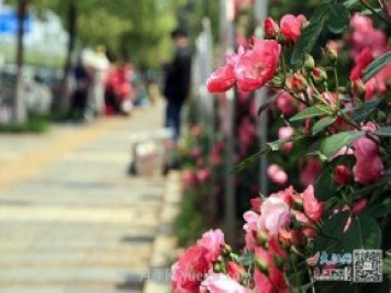 江西南昌350萬株月季盛開，美爆洪城街頭
