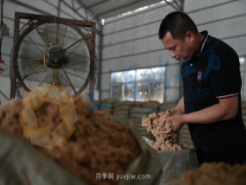 南陽(yáng)新一季艾草成熟了，90后顯現(xiàn)對(duì)艾制品購(gòu)買力