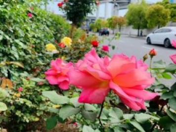 屬于月季的最美賞花季來了！上海正打造百條花道