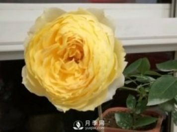 陽光古董月季Sunny Antike推薦