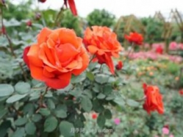 上海哪里月季花最美？到這些公園來看月季吧！