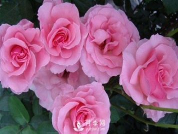 溫室月季小苗種植需要注意哪些事項？