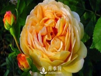 月季基地告訴你這四個(gè)原因容易導(dǎo)致樹狀月季枯死