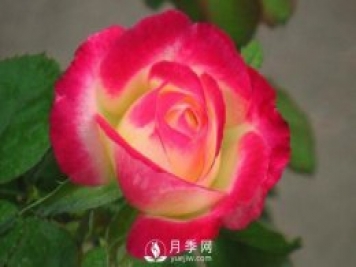 超級(jí)香的紅雙喜月季資料，花友必須知道
