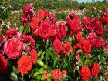 紅色龍沙寶石簡(jiǎn)稱紅龍 你知道咋養(yǎng)嗎？
