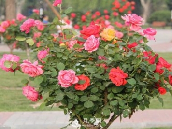 山東樹狀月季養(yǎng)護、管理需要這六要素