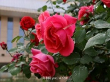 別的花不愛只養(yǎng)月季花，精挑細(xì)選了5個(gè)品種個(gè)個(gè)經(jīng)典