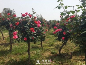 三門(mén)峽月季花如何做能快速進(jìn)入下一波花期？