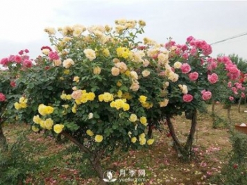 武漢冬季園林綠化帶的月季，修剪技巧