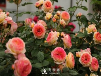 網(wǎng)購的藤本月季容易死，能搶救還是要搶救一下的
