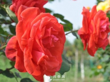 月季幼苗的育苗訣竅，澆水追肥等很重要