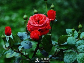 洛陽夏季養(yǎng)藤本月季的技巧，花友快來看看吧