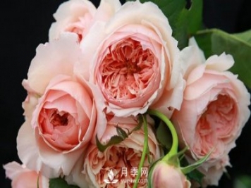 盆栽藤本月季怎么施肥，以下技巧來(lái)學(xué)習(xí)吧
