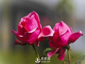 淄博樹(shù)狀月季好看，要學(xué)會(huì)嫁接這個(gè)妙招