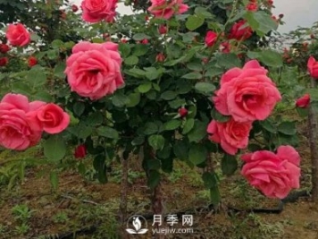 月季花扦插生根慢？月季網(wǎng)教你快速生根法！
