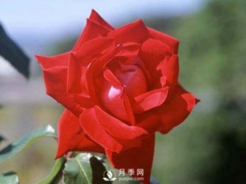 月季的硬枝扦插和管理方法很重要的，直接月季繁育