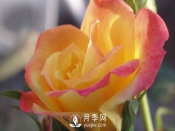 泰安大花月季在施肥時(shí)，有需要注意些什么？