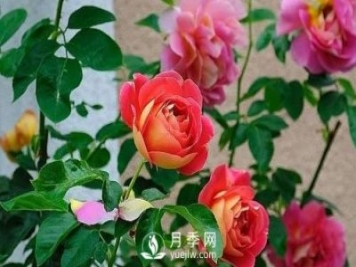 德州大花月季在日常中，怎么嫁接育苗和管理？