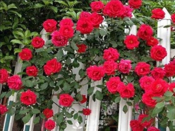 藤本月季依開花習性分一季性開花和經(jīng)常開花兩大類
