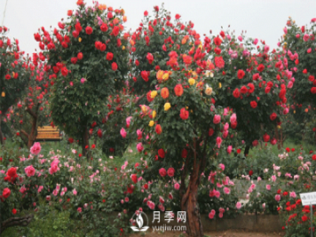 新型月季花，要遵循什么方法，才栽培出來？